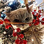 cat, animal, christmas_tree, holiday, decoration, red_berries, gold_leaf, festive, close_up, whiskers, feline, curious, indoor, winter, ornament, greenery, sparkle, nature, cute, pet
