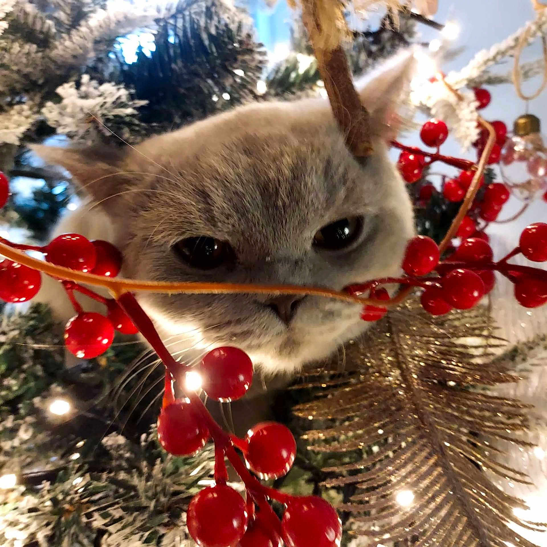 Ninou participe au concours pour gagner de l'argent avec cette photo : cat, animal, christmas_tree, holiday, decoration, red_berries, gold_leaf, festive, close_up, whiskers, feline, curious, indoor, winter, ornament, greenery, sparkle, nature, cute, pet