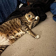 Mama joined the competition — help win amazing prizes! animal, black_blanket, blanket, carpet, cat, cozy, curious, cute, domestic_animal, feline, fur, home, indoor, lying_down, paw, pet, relaxed, resting, striped, tabby_cat
