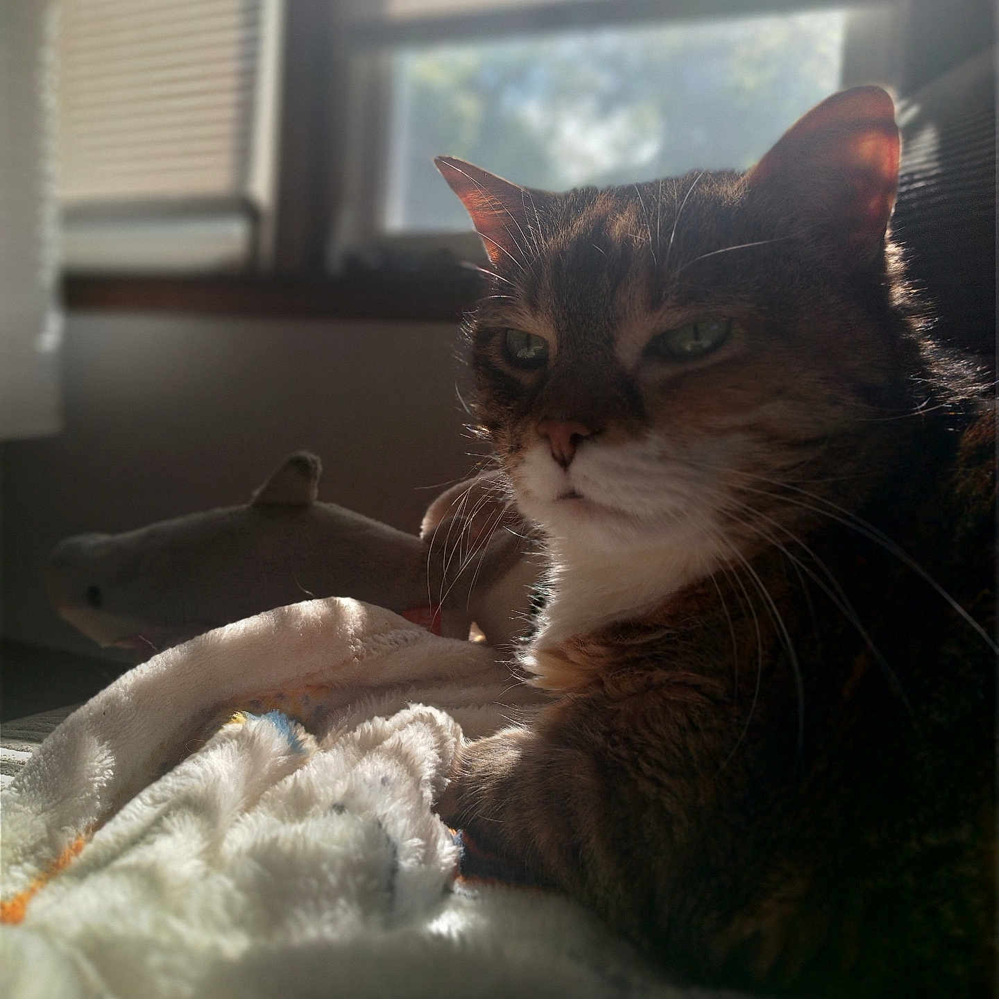 Kitty is registered to the contest to win money with this photo: animal, blanket, cat, comfort, cozy, domestic, feline, fur, home, indoor, morning_light, pet, plush_toy, relaxed, resting, shark_toy, soft, sunlight, whiskers, window