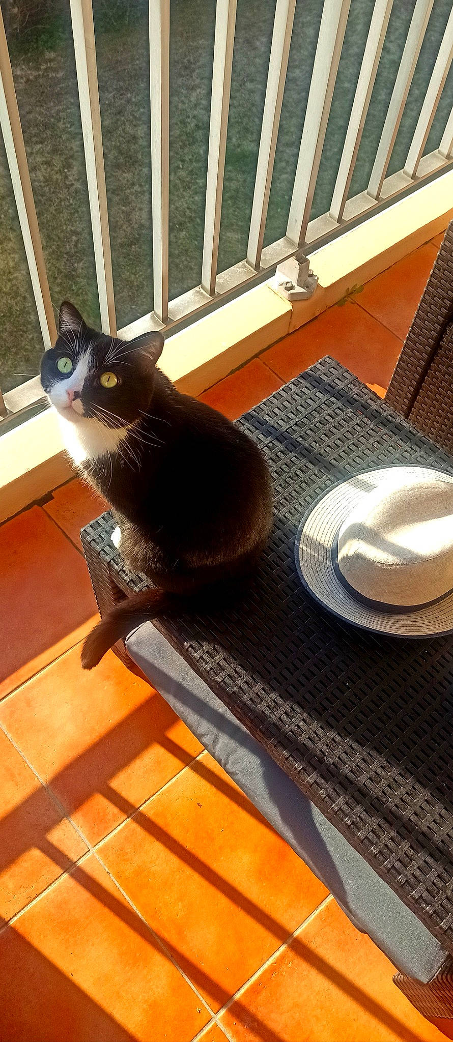 River a rejoint le concours — aidez-le/la à gagner de superbes lots ! carnivore, cat, comfort, dishware, felidae, floor, flooring, furniture, grey, hardwood, light, line, rectangle, small_to_medium_sized_cats, table, tableware, tail, whiskers, window, wood