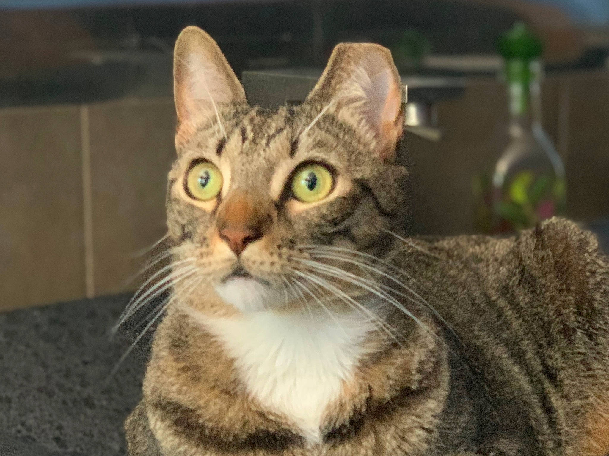 Trumpet joined the competition — help win amazing prizes! carnivore, cat, domestic_short_haired_cat, felidae, fur, small_to_medium_sized_cats, snout, terrestrial_animal, whiskers, wildlife