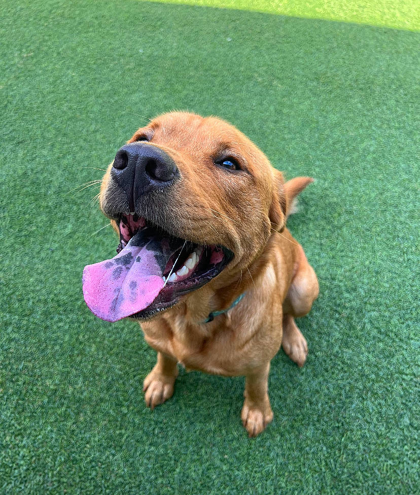 Bailey is registered to the contest to win money with this photo: ancient_dog_breeds, carnivore, collar, companion_dog, dog, dog_breed, dog_collar, dog_supply, fawn, grass, guard_dog, hound, liver, molosser, snout, sporting_group, whiskers, working_animal, working_dog, wrinkle