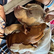 Bella is registered to the contest to win money with this photo: dog, sleeping, hugging, cozy, brown_dog, beige_dog, human_arm, bracelet, blanket, resting, closeup, pet, animal, friendship, companion, indoor, relaxation, fur, cute, love