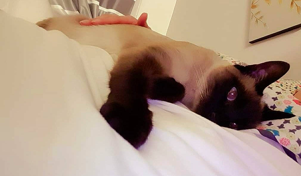 Niki a rejoint le concours — aidez-le/la à gagner de superbes lots ! abdomen, balinese, beard, birman, carnivore, cat, comfort, domestic_short_haired_cat, ear, eyelash, fawn, felidae, fur, linens, picture_frame, siamese, small_to_medium_sized_cats, tail, thai, whiskers