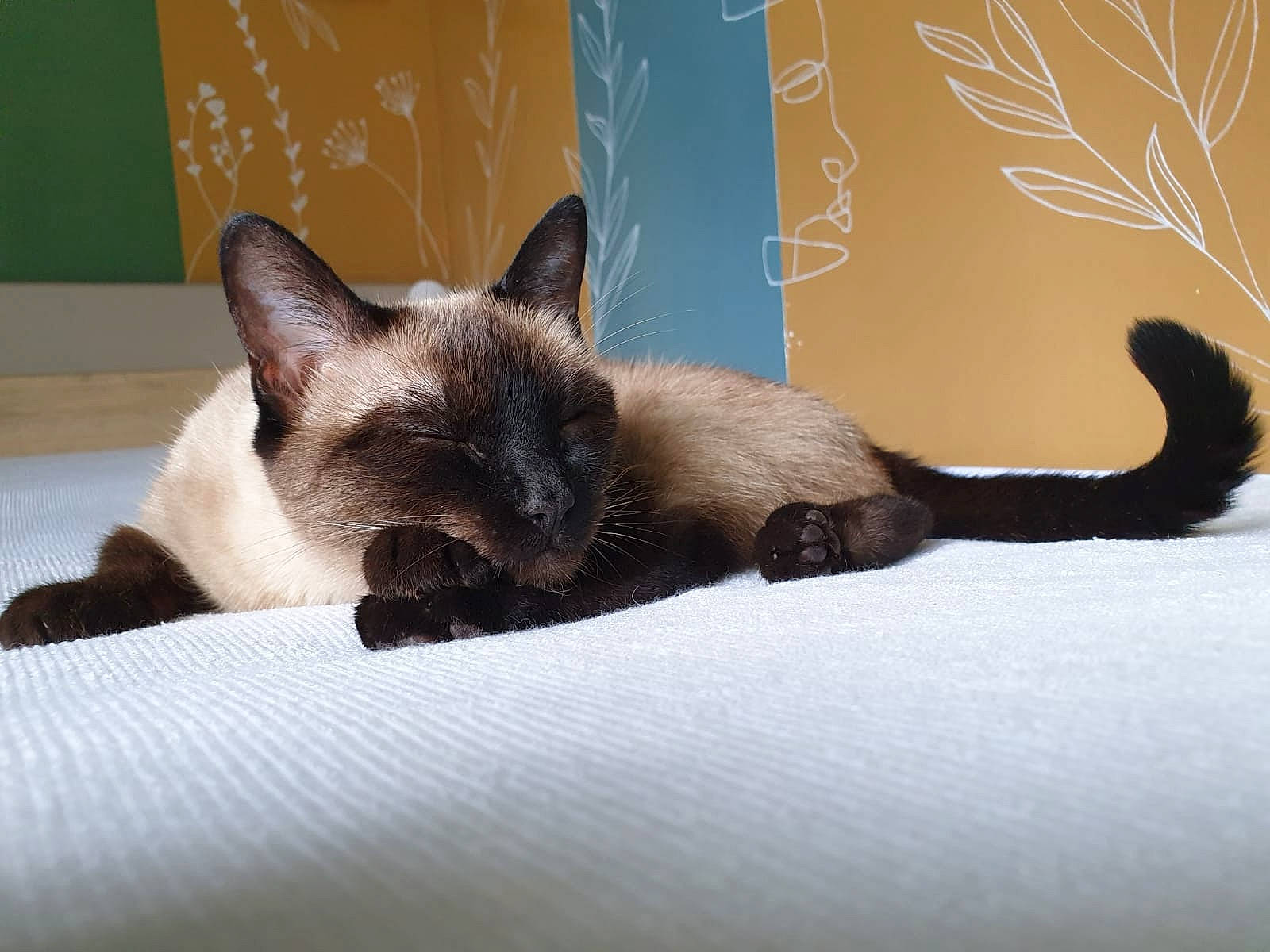 Niki a rejoint le concours — aidez-le/la à gagner de superbes lots ! balinese, carnivore, cat, cat_supply, claw, comfort, domestic_short_haired_cat, fawn, felidae, foot, fur, paw, siamese, small_to_medium_sized_cats, snout, tail, terrestrial_animal, thai, vertebrate, whiskers