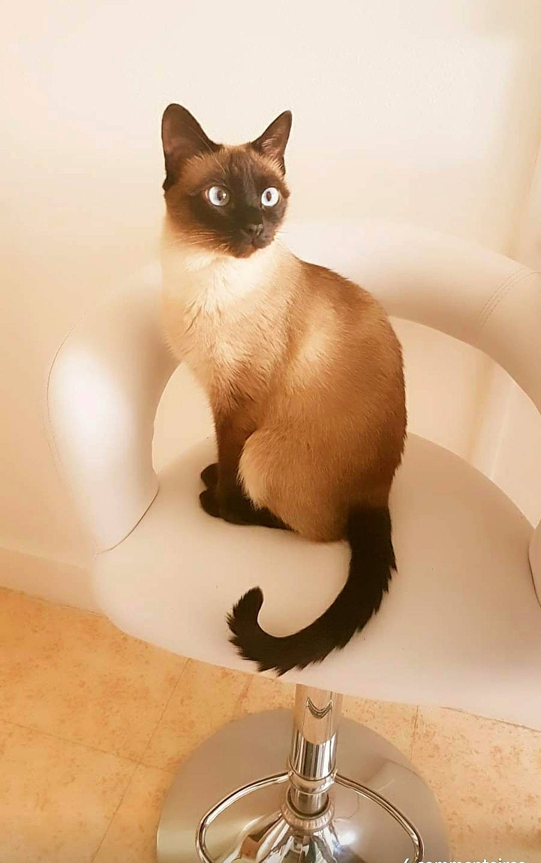 Niki a rejoint le concours — aidez-le/la à gagner de superbes lots ! carnivore, cat, comfort, fawn, felidae, fixture, flooring, fur, pet_supply, plumbing_fixture, siamese, sink, small_to_medium_sized_cats, snout, tail, whiskers