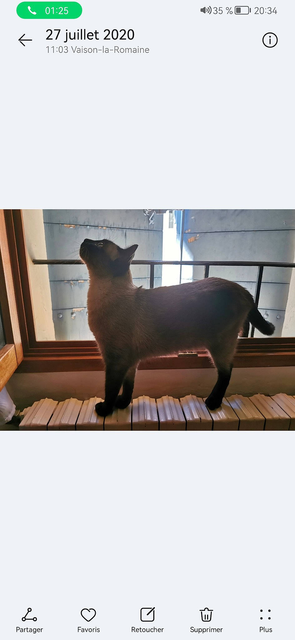 Niki a rejoint le concours — aidez-le/la à gagner de superbes lots ! black_cat, bombay, carnivore, companion_dog, dog_breed, fawn, felidae, liver, metal, rectangle, small_to_medium_sized_cats, snout, sporting_group, tail, terrestrial_animal, tints_and_shades, whiskers, window, wood, working_animal