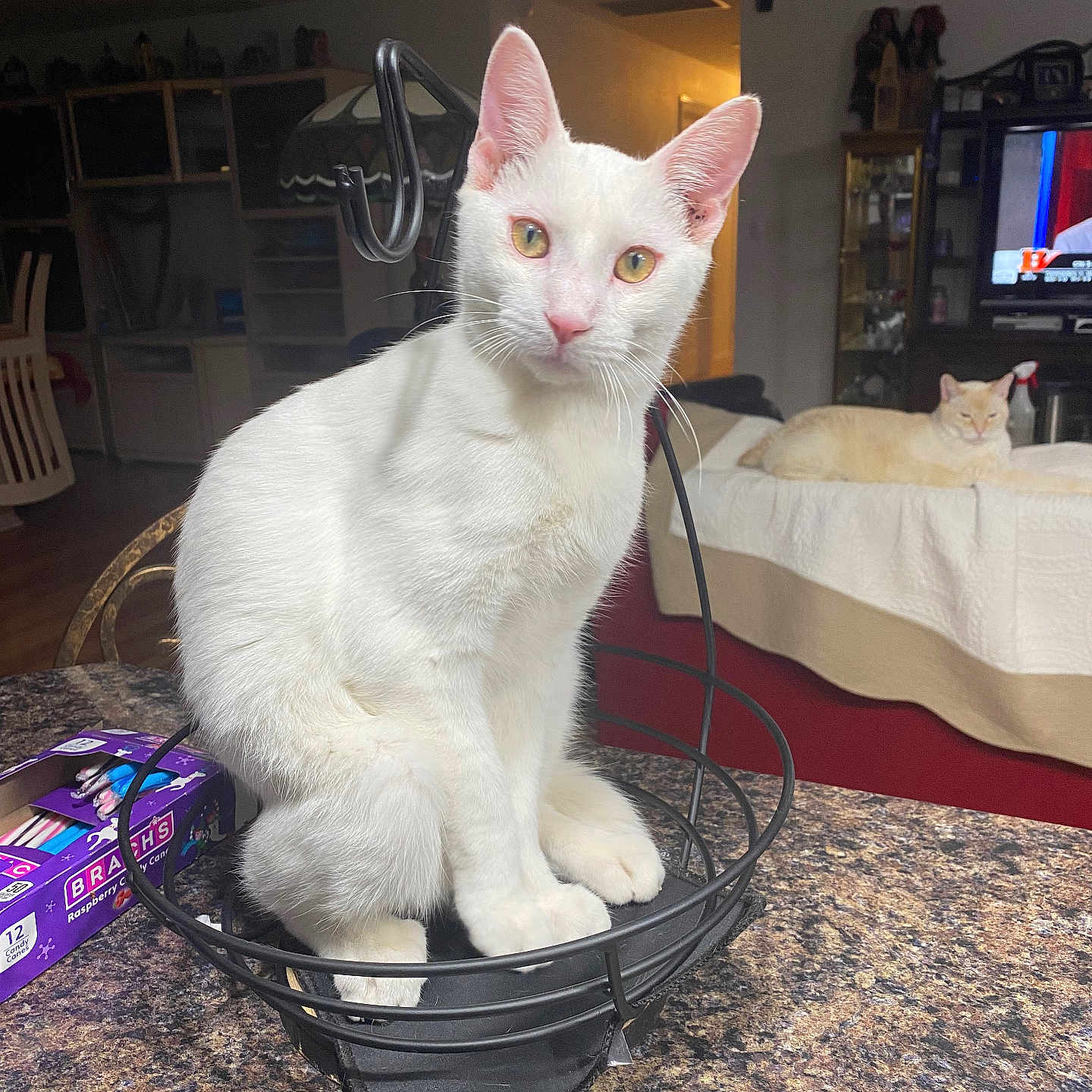 Ocho is registered to the contest to win money with this photo: accessories, animal, architecture, bag, basket, box, building, cat, chair, computerhardware, electronics, furniture, handbag, hardware, indoors, monitor, person, pet, screen, tv