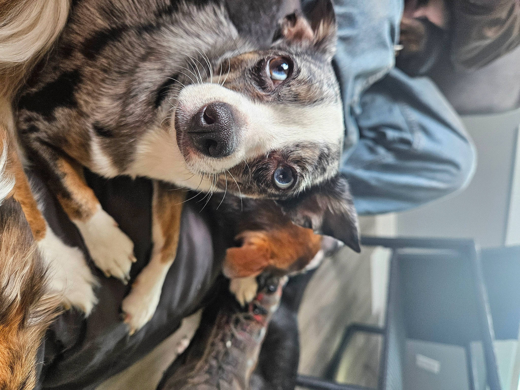 Emma joined the competition — help win amazing prizes! canidae, carnivore, claw, collar, companion_dog, dog, dog_breed, fawn, fur, paw, puppy, sporting_group, terrestrial_animal, whiskers, wildlife, wood, working_animal, working_dog