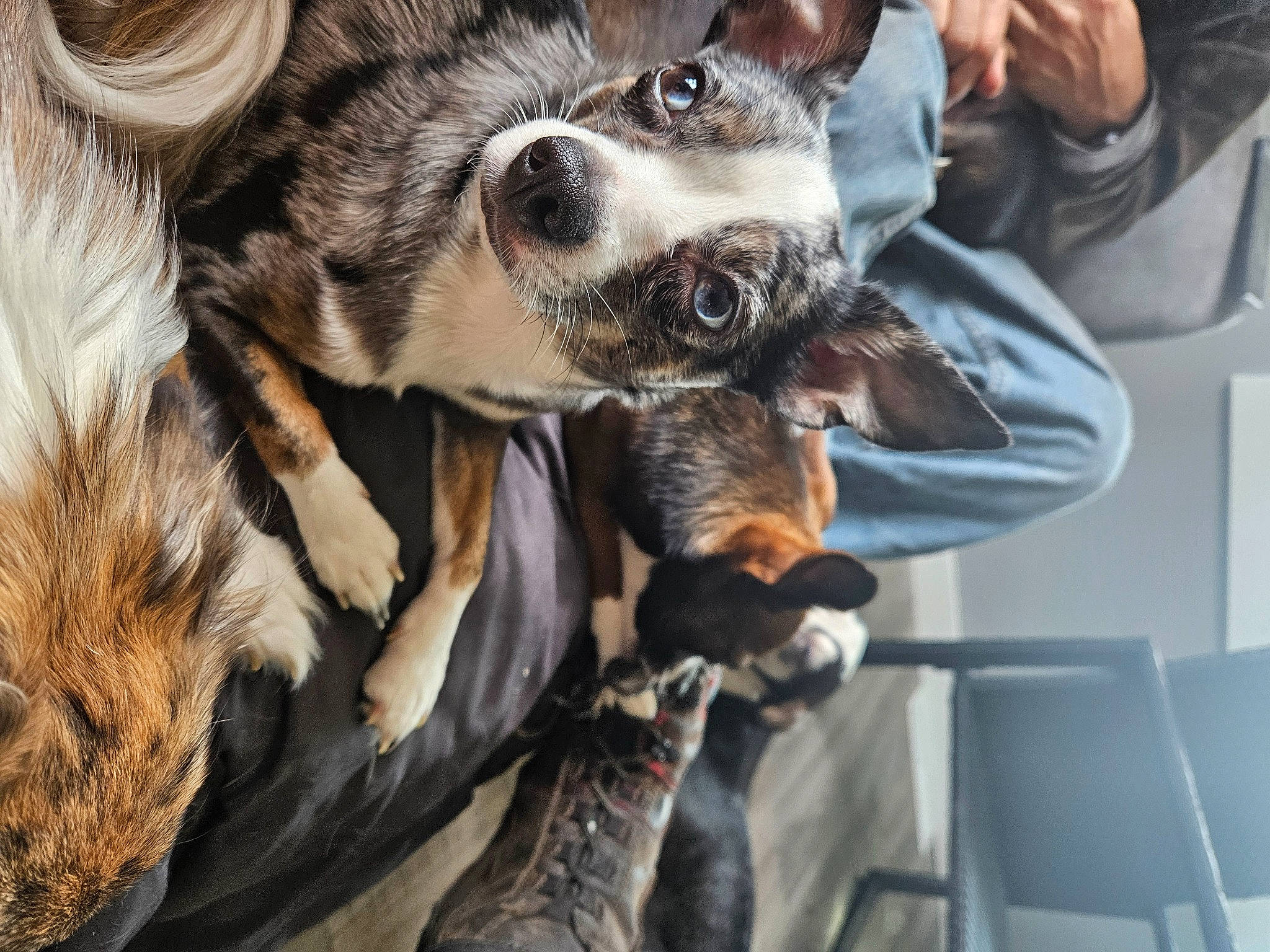 Emma joined the competition — help win amazing prizes! canidae, carnivore, claw, collar, companion_dog, dog, dog_breed, ear, fawn, fur, paw, puppy, puppy_love, sporting_group, street_dog, terrestrial_animal, vertebrate, whiskers, working_animal, working_dog