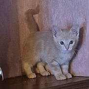 Vivo participe au concours pour gagner de l'argent avec cette photo : abyssinian, angora, animal, architecture, building, cat, closet, cupboard, drawer, furniture, hardwood, indoors, kitten, manx, pet, plywood, shelf, siamese, wall, wood