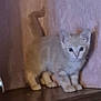 abyssinian, angora, animal, architecture, building, cat, closet, cupboard, drawer, furniture, hardwood, indoors, kitten, manx, pet, plywood, shelf, siamese, wall, wood
