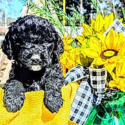 Chester is registered to the contest to win money with this photo: adorable, animal, black_dog, closeup, cute, daylight, flower_bouquet, fur, garden, green_vase, nature, outdoor, pet, plants, puppy, ribbon, summer, sunflowers, sunny, yellow_blanket