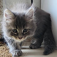 Bulma a rejoint le concours — aidez-le/la à gagner de superbes lots ! kitten, cat, gray_fur, fluffy, whiskers, curious, young_animal, pet, indoor, floor, paw, tail, close_up, animal, cute, feline, adorable, soft_fur, walking, domestic