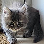 kitten, cat, gray_fur, fluffy, whiskers, curious, young_animal, pet, indoor, floor, paw, tail, close_up, animal, cute, feline, adorable, soft_fur, walking, domestic