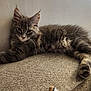 Bulma participe au concours pour gagner de l'argent avec cette photo : cat, gray_cat, tabby, feline, pet, animal, fluffy, relaxed, lounging, stretching, indoor, fabric_surface, beige, wall, whiskers, ears, paws, fur, portrait, domestic_cat