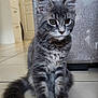 Bulma participe au concours pour gagner de l'argent avec cette photo : cat, kitten, gray_tabby, fluffy, indoor, floor, curious, sitting, tail, ears, whiskers, eyes, home, couch, kitchen, tile_floor, pet, feline, young, domestic