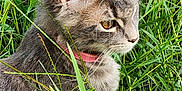 Bulma a rejoint le concours — aidez-le/la à gagner de superbes lots ! cat, gray_cat, tabby, grass, outdoor, animal, pet, fur, whiskers, collar, nature, greenery, closeup, side_view, cute, mammal, young_cat, alert, sitting, domestic_cat