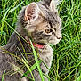 cat, gray_cat, tabby, grass, outdoor, animal, pet, fur, whiskers, collar, nature, greenery, closeup, side_view, cute, mammal, young_cat, alert, sitting, domestic_cat
