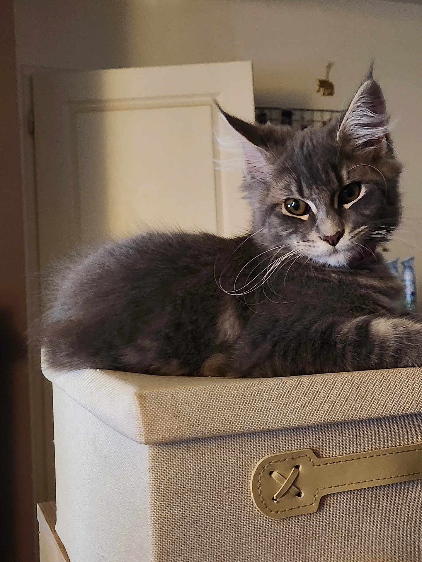 Bulma participe au concours pour gagner de l'argent avec cette photo : cat, gray_cat, feline, pet, indoor, box, fabric_box, fur, whiskers, ears, eyes, resting, relaxed, curious, animal, mammal, cute, domestic_animal, household, portrait