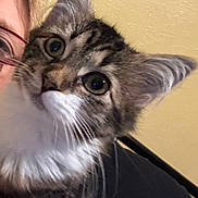 Piper is registered to the contest to win money with this photo: cat, kitten, tabby, closeup, fluffy, whiskers, person, glasses, face, yellow_wall, indoor, curious, pet, animal, feline, young, fur, ears, portrait, cute