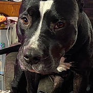 Mama joined the competition — help win amazing prizes! dog, black_and_white, close_up, indoor, couch, pet, animal, ears, eyes, snout, paws, fur, domestic_animal, portrait, furniture, living_room, resting, canine, cute, companion