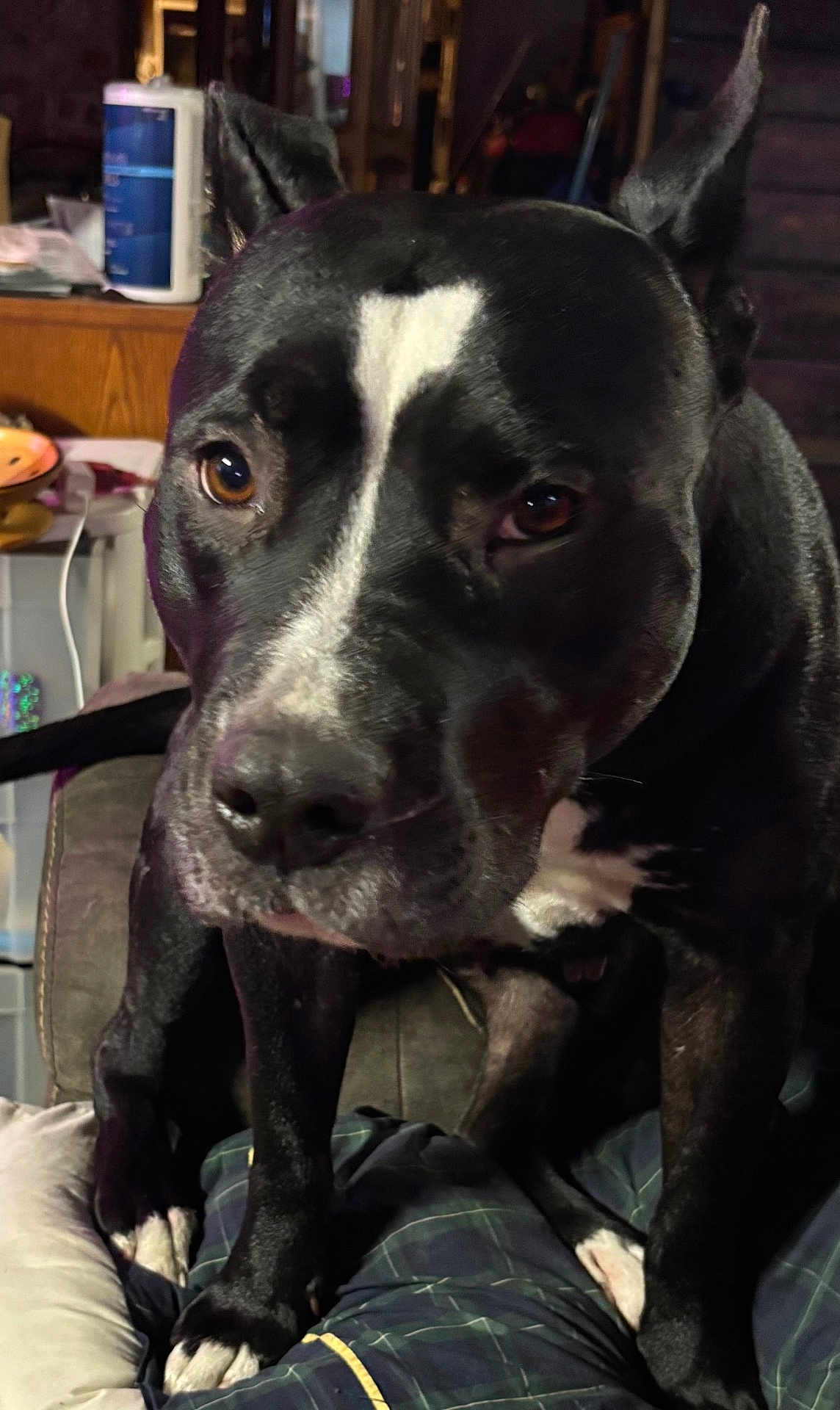 Mama joined the competition — help win amazing prizes! dog, black_and_white, close_up, indoor, couch, pet, animal, ears, eyes, snout, paws, fur, domestic_animal, portrait, furniture, living_room, resting, canine, cute, companion