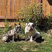 Stitch joined the competition — help win amazing prizes! dog, brindle, white_dog, bulldog, outdoor, grass, wildflowers, wooden_fence, sunlight, pet, animal, companion, sitting, nature, summer, garden, yard, canine, cute, domestic_animal
