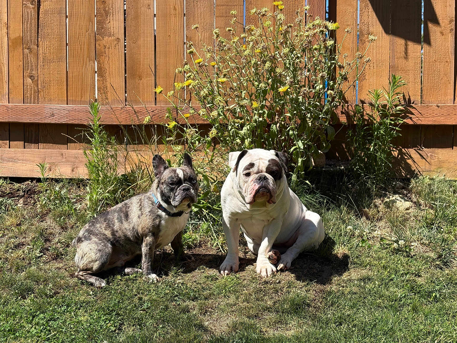 Stitch joined the competition — help win amazing prizes! dog, brindle, white_dog, bulldog, outdoor, grass, wildflowers, wooden_fence, sunlight, pet, animal, companion, sitting, nature, summer, garden, yard, canine, cute, domestic_animal