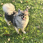 Joy participe au concours pour gagner de l'argent avec cette photo : animal, canine, cute, daylight, dog, fluffy, fur, grass, happy, leaf, mammal, nature, outdoor, pet, playful, small_dog, smiling, standing, sunlight, tail