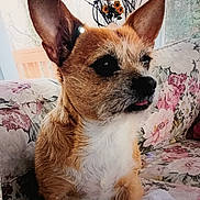 Cosmo is registered to the contest to win money with this photo: dog, small_dog, ears, tongue, floral_couch, couch, indoor, pet, fur, brown_fur, white_fur, decor, wall_hanging, flowers, closeup, sitting, cute, animal, companion, cozy