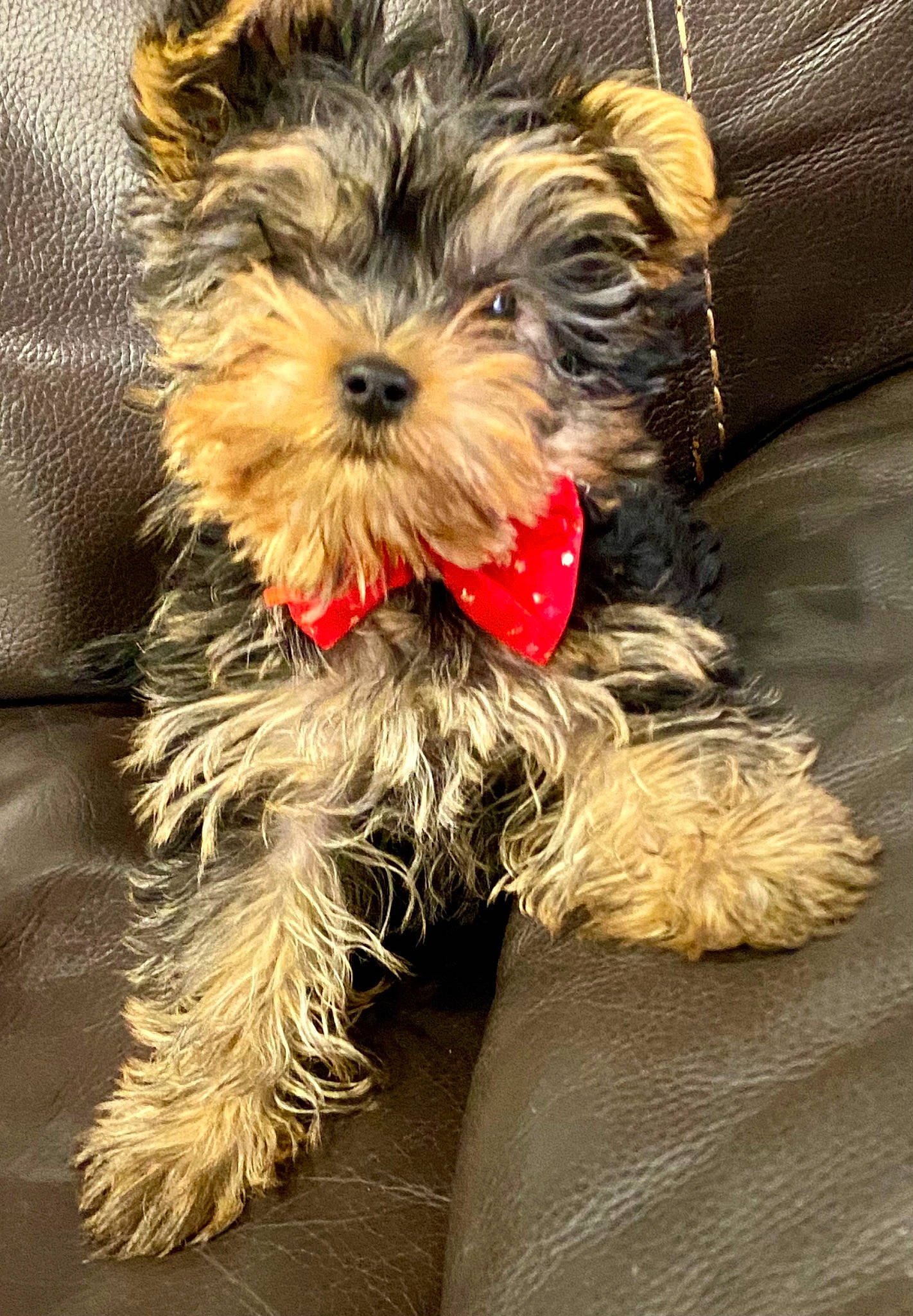 Lola