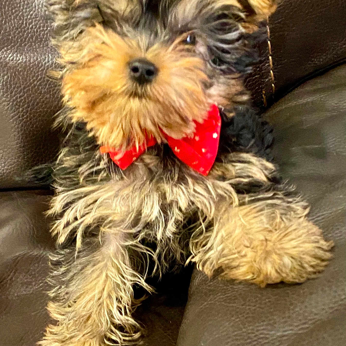 Lola