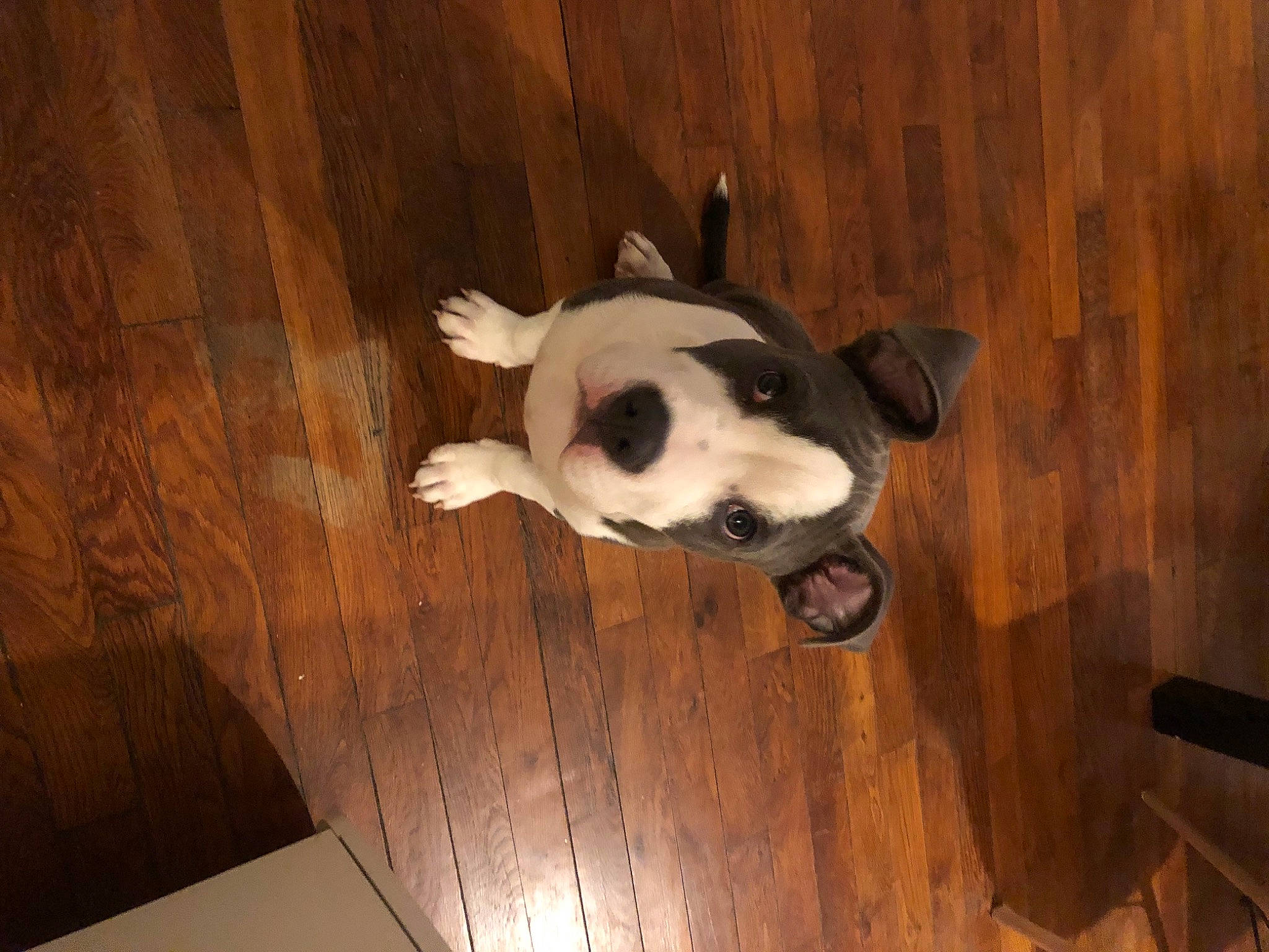 Kop participe au concours pour gagner de l'argent avec cette photo : boston_terrier, carnivore, companion_dog, dog, dog_breed, ear, fawn, felidae, floor, flooring, fur, hardwood, plywood, tail, toy, toy_dog, whiskers, wood, wood_stain, working_animal