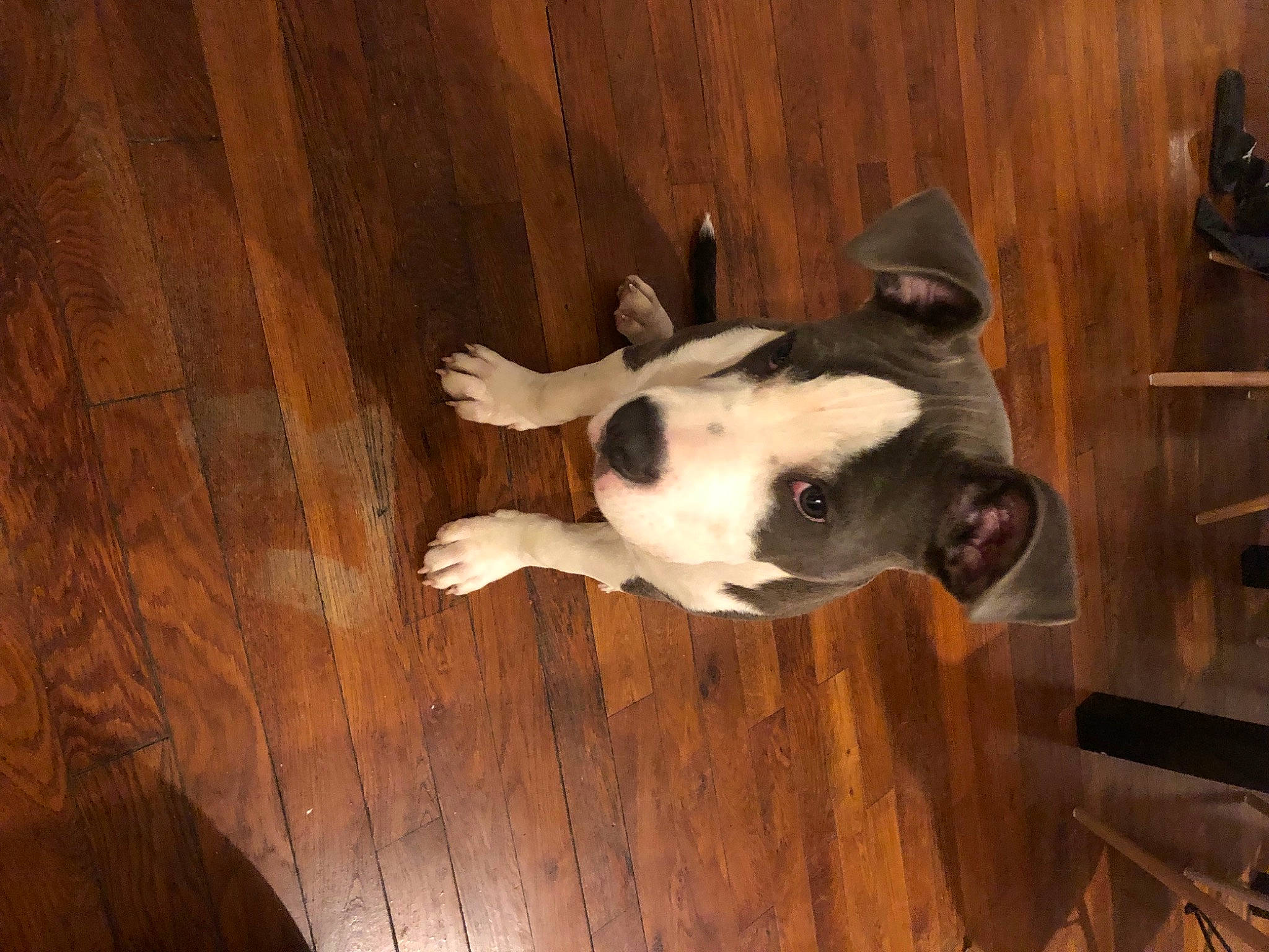 Kop participe au concours pour gagner de l'argent avec cette photo : canidae, carnivore, companion_dog, dog, dog_breed, ear, fawn, felidae, flooring, fur, hardwood, head, non_sporting_group, snout, sporting_group, tail, terrestrial_animal, whiskers, wood, working_animal