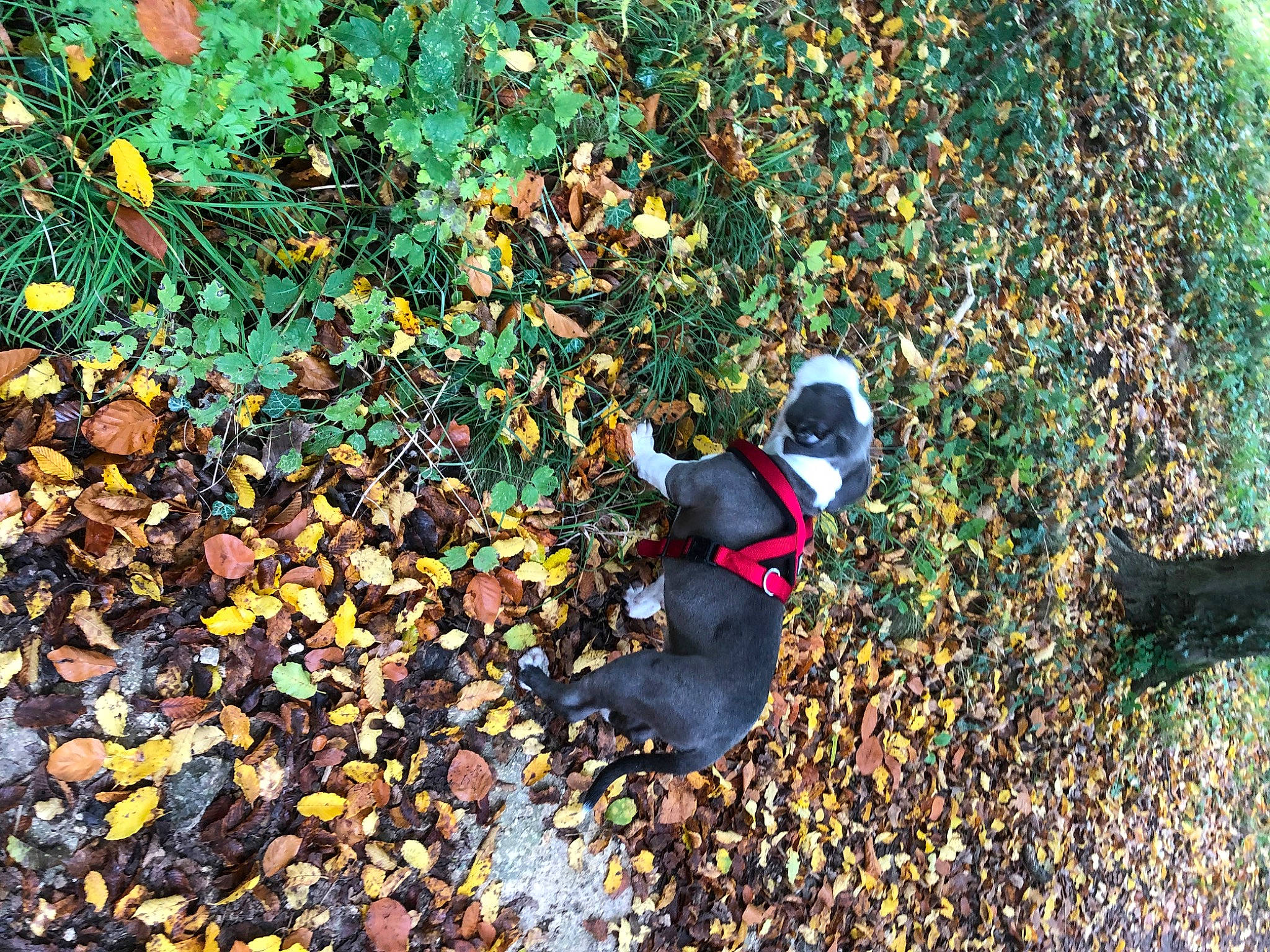 Kop a rejoint le concours — aidez-le/la à gagner de superbes lots ! autumn, ball, carnivore, deciduous, dog, dog_breed, grass, groundcover, hat, landscape, people_in_nature, plant, shadow, shrub, soil, sporting_group, tints_and_shades, toy, tree, woody_plant