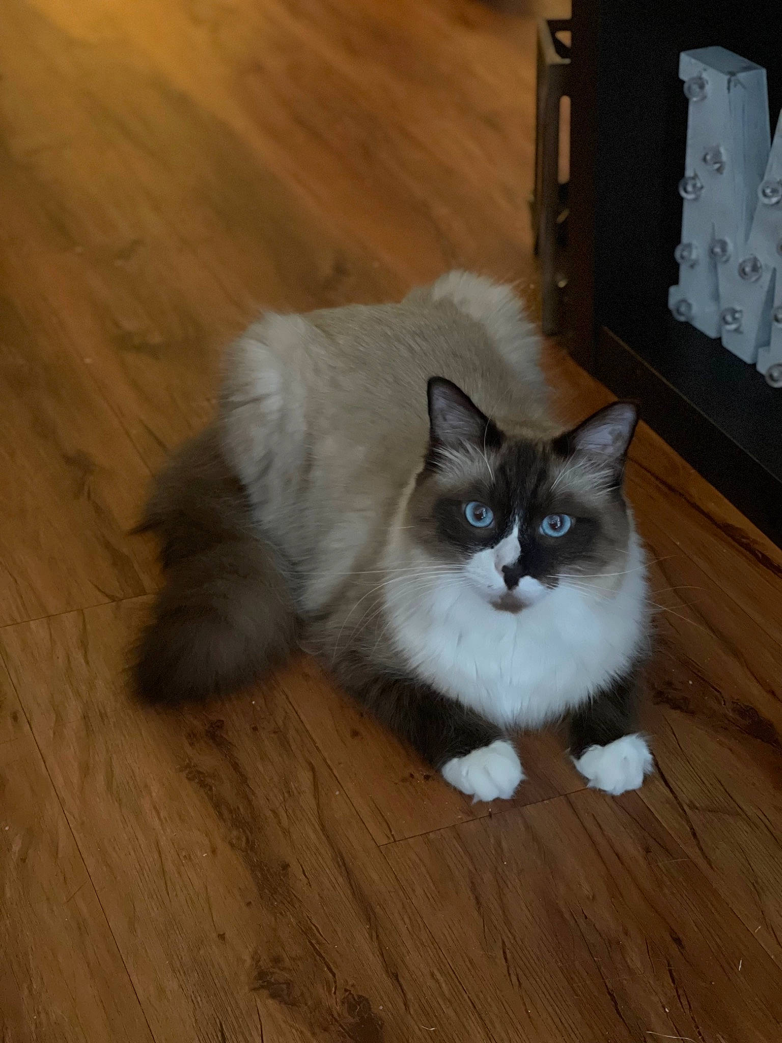 Mitchy is registered to the contest to win money with this photo: cabinetry, carnivore, cat, felidae, floor, flooring, fur, grey, hardwood, laminate_flooring, paw, plank, small_to_medium_sized_cats, tail, terrestrial_animal, varnish, whiskers, wood, wood_flooring, wood_stain