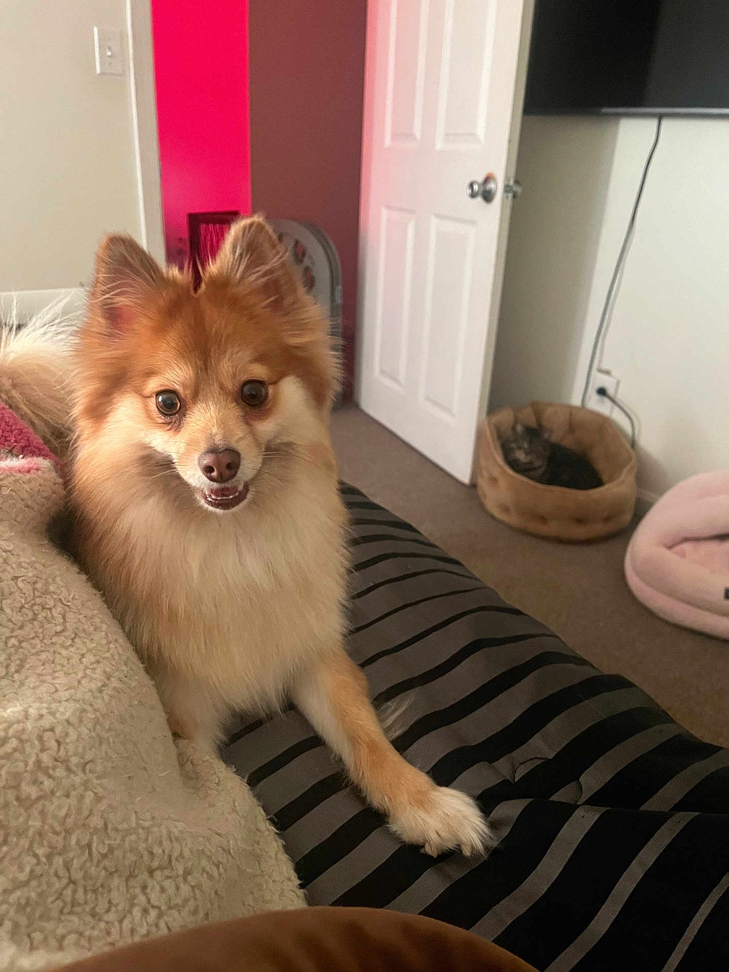 Zoey is registered to the contest to win money with this photo: dog, cat, pet_bed, bed, blanket, furniture, indoor, cozy, carpet, door, television, wall, animal, fur, paw, resting, cute, domestic, companion, living_room