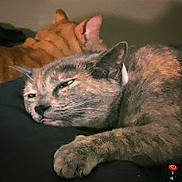 Luna is registered to the contest to win money with this photo: cat, two_cats, animal, pet, feline, resting, sleepy, close_up, cozy, indoor, fur, whiskers, ears, paw, cute, domestic_animal, relaxed, tongue_out, companion, soft_lighting