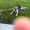 Inga is registered to the contest to win money with this photo: animal, blurry_foreground, canine, collar, dog, finger, grass, harness, lawn, leash, lying_down, outdoor, pet, pink, playful, portrait, puppy, sidewalk, sunlight, tongue