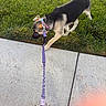 black_and_tan, canine, collar, concrete, dog, grass, harness, lawn, leash, outdoor, pet, photography, puppy, short_hair, sidewalk, sniffing, street, sunlight, tail, walking