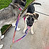 Inga is registered to the contest to win money with this photo:  두?, black_and_tan, collar, dog, fluffy, furry, grass, leash, outdoor, pet, pink, portrait, puppy, purple, selfie, sidewalk, sitting, standing, tongue_out, walk