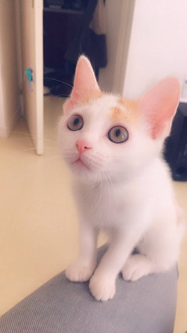 Razmoket participe au concours pour gagner de l'argent avec cette photo : carnivore, cat, domestic_short_haired_cat, ear, eye, fawn, felidae, fur, paw, small_to_medium_sized_cats, snout, tail, whiskers