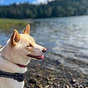 Honey is registered to the contest to win money with this photo: animal, canine, clouds, collar, daytime, dog, forest, happy, lake, mammal, nature, outdoor, pet, profile, rocks, scenic, sky, sunlight, tongue_out, water
