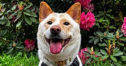 Honey is registered to the contest to win money with this photo: canine, closeup, dog, flora, garden, grass, greenery, happy, harness, joyful, leash, nature, outdoor, pet, pink_flowers, portrait, smiling, spring, tongue_out, vibrant