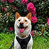 canine, closeup, dog, flora, garden, grass, greenery, happy, harness, joyful, leash, nature, outdoor, pet, pink_flowers, portrait, smiling, spring, tongue_out, vibrant
