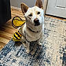 Honey is registered to the contest to win money with this photo: animal, bee_costume, black_stripes, carpet, costume, cute, dog, domestic_animal, door, ears, funny_costume, indoor, looking_up, mammal, outlet, pet, sitting, wall, wooden_floor, yellow