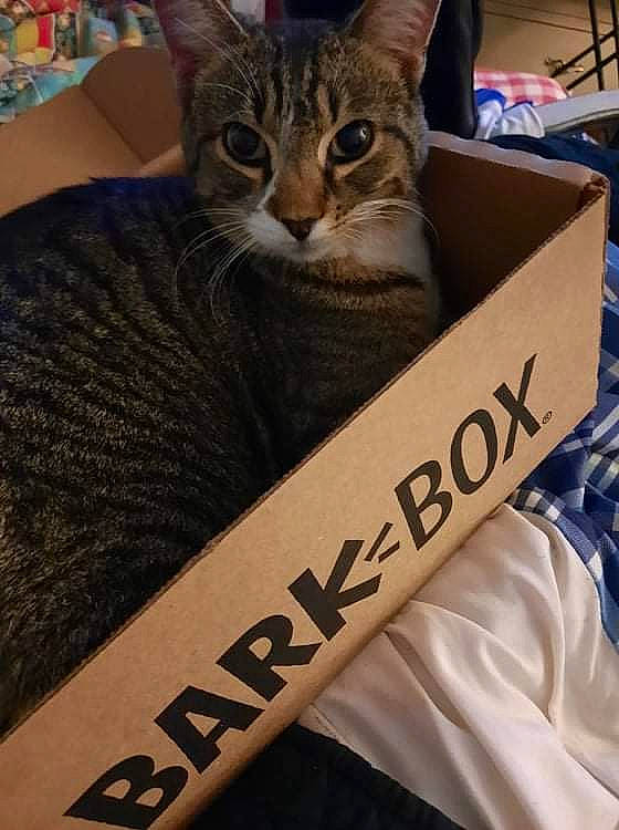 Jean-luc is registered to the contest to win money with this photo: box, cardboard, carnivore, carton, cat, comfort, domestic_short_haired_cat, felidae, font, fur, mammal, packaging_and_labeling, paper_bag, photo_caption, shipping_box, sitting, small_to_medium_sized_cats, t_shirt, whiskers, wood