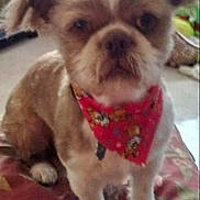 Oscar is registered to the contest to win money with this photo: dog, pet, indoor, bandana, small_dog, sitting, cushion, fur, animal, cute, carpet, home, looking, face, ears, paws, red_bandana, mammal, domestic_animal, companion